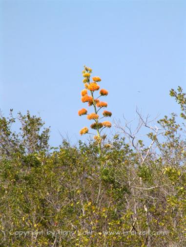 2004 Cuba, Cayo Ensenachos, DSC00861 B_B720